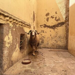 The Ram